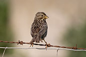 Corn Bunting, Andalucia, Spain, May 2022 - click for larger image