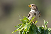 Corn Bunting, Catalunya, Spain, May 2022 - click for larger image