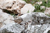 Rock Bunting, Ronda, Spain, March 2017 - click for larger image