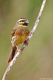 Male Cirl Bunting, Oued Massa, Morocco, May 2014 - click for larger image