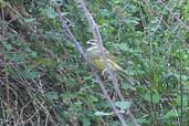 Male Cirl Bunting, Ag. Irini Gorge, Crete, November 2002 - click for larger image