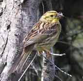  Yellowhammer, Tyninghame, East Lothian, Scotland, June 2002 - click for larger image