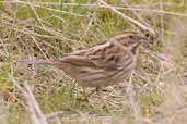 Female Reed Bunting, Trimley Marshes, Suffolk, England, March 2005 - click for larger image