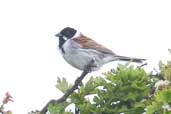 Male Reed Bunting, Aberlady Bay, East Lothian, Scotland, June 2005 - click for larger image