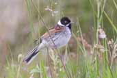 Male Reed Bunting, Aberlady Bay, East Lothian, Scotland, June 2005 - click for larger image