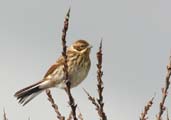 Female Reed Bunting, Tyninghame, East Lothian, Scotland, June 2002 - click for larger image