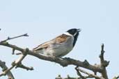 Male Reed Bunting, Aberlady, East Lothian, Scotland, June 2002 - click for larger image