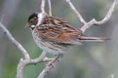 Reed Bunting, Aberlady, East Lothian, Scotland, June 2002 - click for larger image
