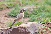 Horned Lark, Oukaimeden, Morocco, April 2014 - click for larger image