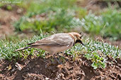 Horned Lark, Oukaimeden, Morocco, April 2014 - click for larger image