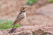 Horned Lark, Oukaimeden, Morocco, April 2014 - click for larger image