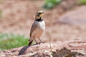 Horned Lark, Oukaimeden, Morocco, April 2014 - click for larger image