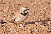 Temminck's Lark, Boumalne du Dades, Morocco, April 2014 - click for larger image