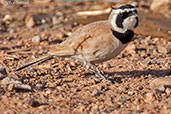 Temminck's Lark, Boumalne du Dades, Morocco, April 2014 - click for larger image