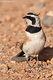 Temminck's Lark, Boumalne du Dades, Morocco, April 2014 - click for larger image