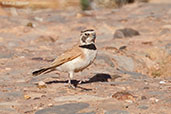 Temminck's Lark, Boumalne du Dades, Morocco, April 2014 - click for larger image