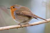 European Robin, Edinburgh, Scotland, February 2005 - click for larger image