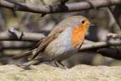 European Robin, Edinburgh, Scotland, March 2005 - click for larger image