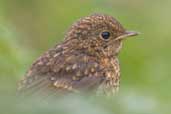 Juvenile European Robin, Cape Clear Island, Co. Cork, Ireland, July 2005 - click for larger image