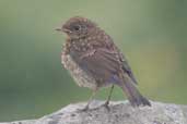 Juvenile European Robin, Cape Clear Island, Co. Cork, Ireland, July 2005 - click for larger image