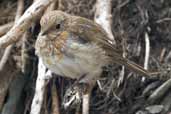 Juvenile European Robin, Cape Clear Island, Co. Cork, Ireland, July 2005 - click for larger image