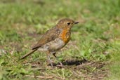 Juvenile European Robin, Monks Eleigh, Suffolk, England, August 2007 - click for larger image