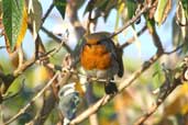 European Robin, Cornwall, England, September 2002 - click for larger image