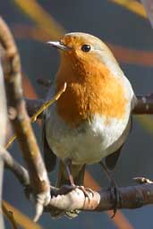 European Robin, Edinburgh, Scotland, February 2003 - click for larger image