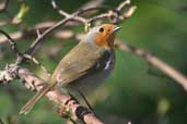 European Robin, Oxfordshire, England, February 2004 - click for larger image