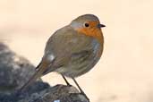 European Robin, Oxfordshire, England, February 2004 - click for larger image