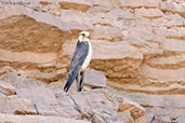 Lanner Falcon, Merzouga, Morocco, April 2014 - click for larger image