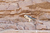 Lanner Falcon, Merzouga, Morocco, April 2014 - click for larger image