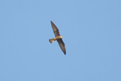 Eleonora's Falcon, Xerocampos, Crete, October 2002 - click for larger image