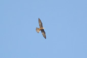 Eleonora's Falcon, Xerocampos, Crete, October 2002 - click for larger image