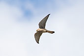 Lesser Kestrel, Jimena de la Frontera, Spain, March 2017 - click for larger image