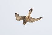 Lesser Kestrel, Jimena de la Frontera, Spain, March 2017 - click for larger image