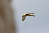 Lesser Kestrel, Jimena de la Frontera, Spain, March 2017 - click for larger image