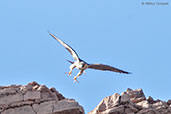 Barbary Falcon, Merzouga, Morocco, April 2014 - click for larger image