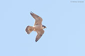 Barbary Falcon, Merzouga, Morocco, April 2014 - click for larger image