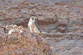 Barbary Falcon, Merzouga, Morocco, April 2014 - click for larger image