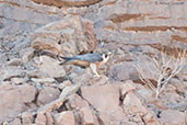 Barbary Falcon, Merzouga, Morocco, April 2014 - click for larger image