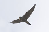 Juvenile Peregrine Falcon, Aberlady Bay, East Lothian Scotland - click for larger image