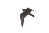 Juvenile Peregrine Falcon, Aberlady Bay, East Lothian Scotland - click for larger image
