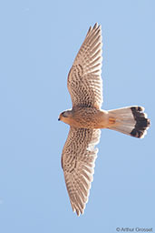 Kestrel, Ouarzazate, Morocco, April 2014 - click for larger image