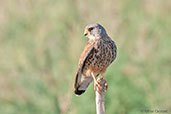 Kestrel, Ouarzazate, Morocco, April 2014 - click for larger image