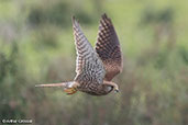 Kestrel, Coto Donana, Spain, March 2017 - click for larger image