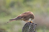 Kestrel, Coto Donana, Spain, March 2017 - click for larger image