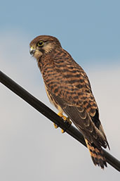 Kestrel, Monks Eleigh, Suffolk, England, July 2019 - click for larger image