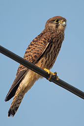 Kestrel, Monks Eleigh, Suffolk, England, July 2019 - click for larger image