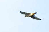 Kestrel, Cornwall, England, September 2002 - click for larger image